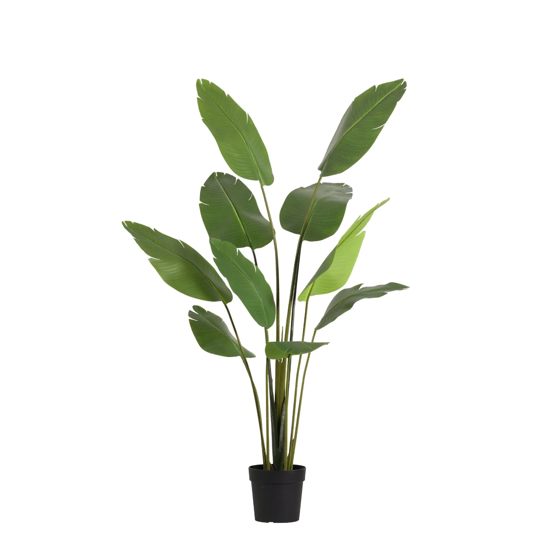 Kunst Strelitzia Nicolai - 180cm