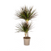 Dracaena Marginata Magenta Ø19cm - 70-90cm Bild 1