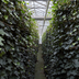 Hedera Hibernica Efeu, gestäbt, 125-150 cm Höhe Bild 6