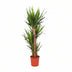 Yucca Elephantipes Ø24cm, 125cm - Exotische Zimmerpflanze Bild 1