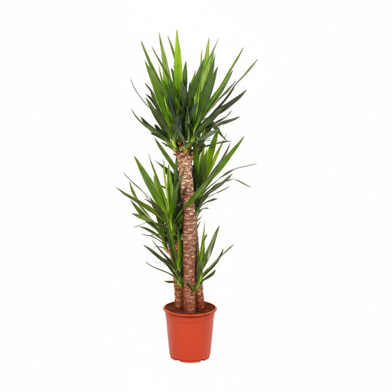 Yucca Elephantipes Ø24cm, 125cm - Exotische Zimmerpflanze