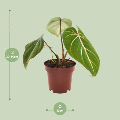 Philodendron Selloum Atom im 12cm Topf, ca. 25cm hoch