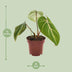 Philodendron Selloum Atom im 12cm Topf, ca. 25cm hoch Bild 2