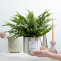 Nephrolepis Green Lady Gift "Breath" WITH GREETING CARD! - Ø12cm - ↕35cm