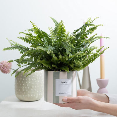 Nephrolepis Green Lady Geschenk „Breath“ MIT GRUSSKARTE! – Ø 12 cm – ↕ 35 cm