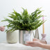 Nephrolepis Green Lady Geschenk „Breath“ MIT GRUSSKARTE! – Ø 12 cm – ↕ 35 cm Bild 2