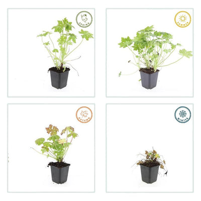6x Storchschnabel (Geranium macrorrhizum) - 10-25cm - Ø9cm