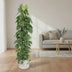Philodendron Scandens 'Gaasrek' - 150 cm - ø27 Bild 3