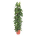 Philodendron Scandens 'Gaasrek' - 150 cm - ø27 Bild 1