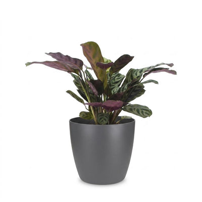 Green boutiQ - Ctenanthe Burle Marxii - Fischgräten-Gebetspflanze - 1 Plant - met Potter Grijs - Pot 12cm - Hoogte - 30cm