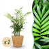 Green boutiQ Gold Palm (Set of 2) - Pet-friendly, 12cm Pot Bild 1