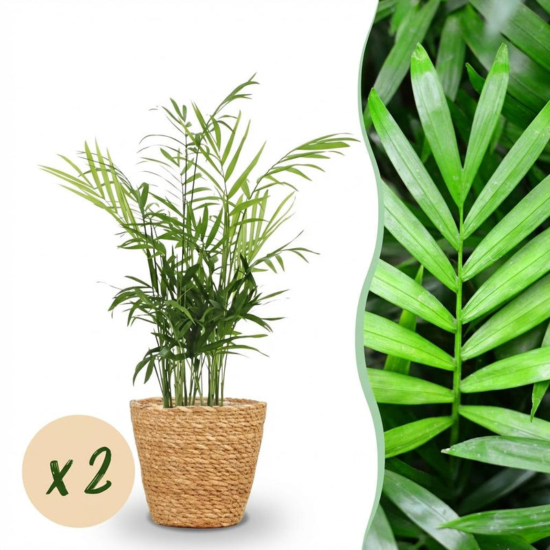 Green boutiQ Gold Palm (Set of 2) - Pet-friendly, 12cm Pot
