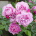 3x Kletterrose 'Crazy in Love' Pink, ↨65cm, Ø15cm Bild 4