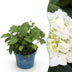 Hydrangea Endless Summer The Bride - Winter-Hardy, White Hydrangea, 14cm Pot Bild 1