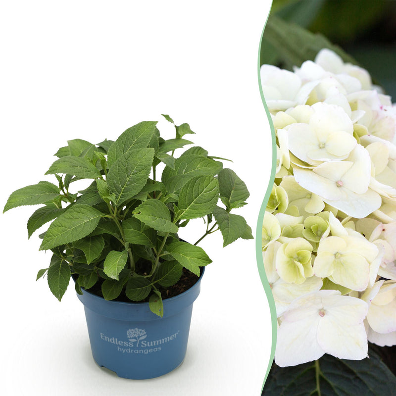 Hydrangea Endless Summer The Bride - Winter-Hardy, White Hydrangea, 14cm Pot