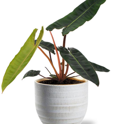 Philodendron Billietiae - Ø12cm - ↕25cm + Beau Pot D14x13cm - Weiß