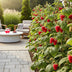 GreenboutiQ - Fruit Plants - Raspberry - Rubus idaeus Heritage - Winter Hardy - 6 Plants - 9 cm Pot - Red Raspberry Bild 6