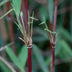 GreenboutiQ Bamboo 'Red Dragon' - 4 plants in 14cm pots Bild 6