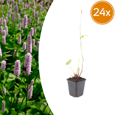 24x Persicaria aff. 'Superba' (10-25cm, Ø9cm)