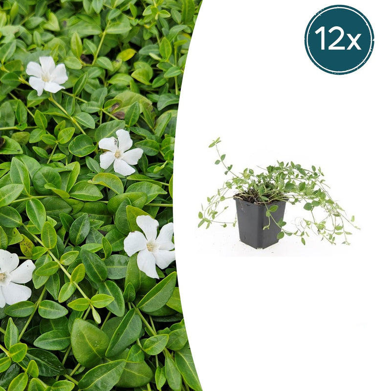 12x Vinca minor 'Gertrude Jekyll' Bodendecker, 10-25cm, Ø9cm