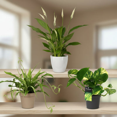 Air-Purifying Plants Set of 3 - Ø12cm, 20-45cm tall