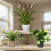 Air-Purifying Plants Set of 3 - Ø12cm, 20-45cm tall Bild 2