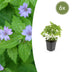 6x Geranium nodosum (10-25cm) - Robuste Winterharte Staude mit Lila Blüten Bild 1