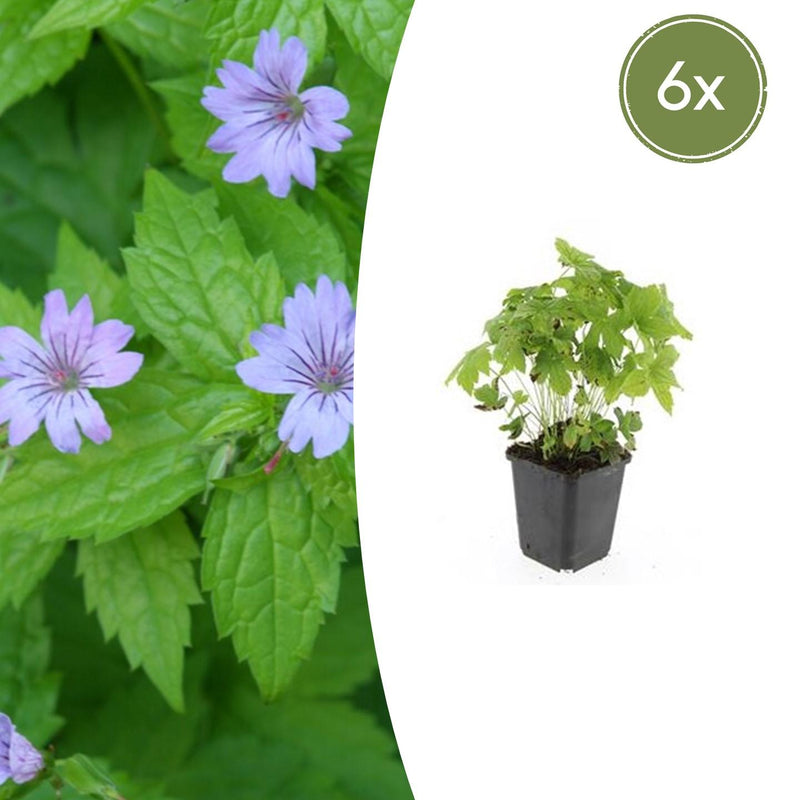 6x Geranium nodosum (10-25cm) - Robuste Winterharte Staude mit Lila Blüten