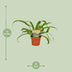 Asplenium Antiquum (Nierenfarn) im 12cm Topf, ca. 30cm hoch Bild 2