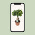 Ficus Ginseng Bonsai Pflanze Ø17cm, ca. 40cm hoch Bild 5