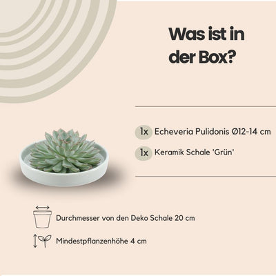 Echeveria Pulidonis Sukkulente in grüner Keramikschale Ø20cm