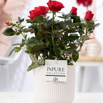Rosa Red In P&PURE Sophie Ceramics White - Ø12cm - ↕30cm