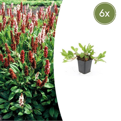 6x Persicaria aff. 'Darjeeling Red' - 10-25cm Höhe - 9cm Topf
