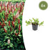 6x Persicaria aff. 'Darjeeling Red' - 10-25cm Höhe - 9cm Topf Bild 1