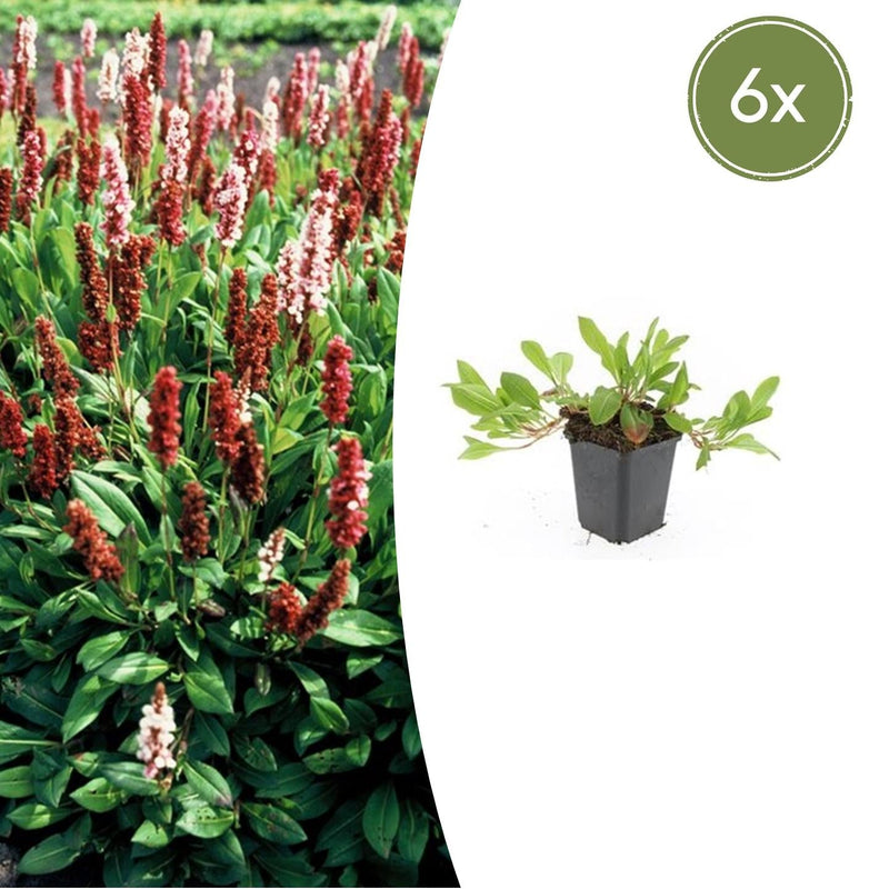 6x Persicaria aff. 'Darjeeling Red' - 10-25cm Höhe - 9cm Topf
