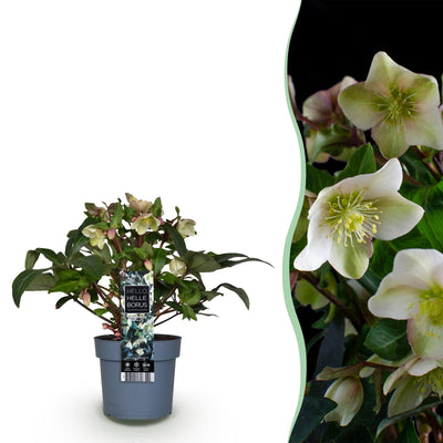 GreenboutiQ Lenten Rose Helleborus Diamfire Grüne Blüte Topf 19cm