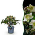 GreenboutiQ - Gartenpflanze - Lenten Rose - Helleborus Diamfire - Grüne Blüte - Immergrün - Topf 19cm Höhe 40cm Bild 1