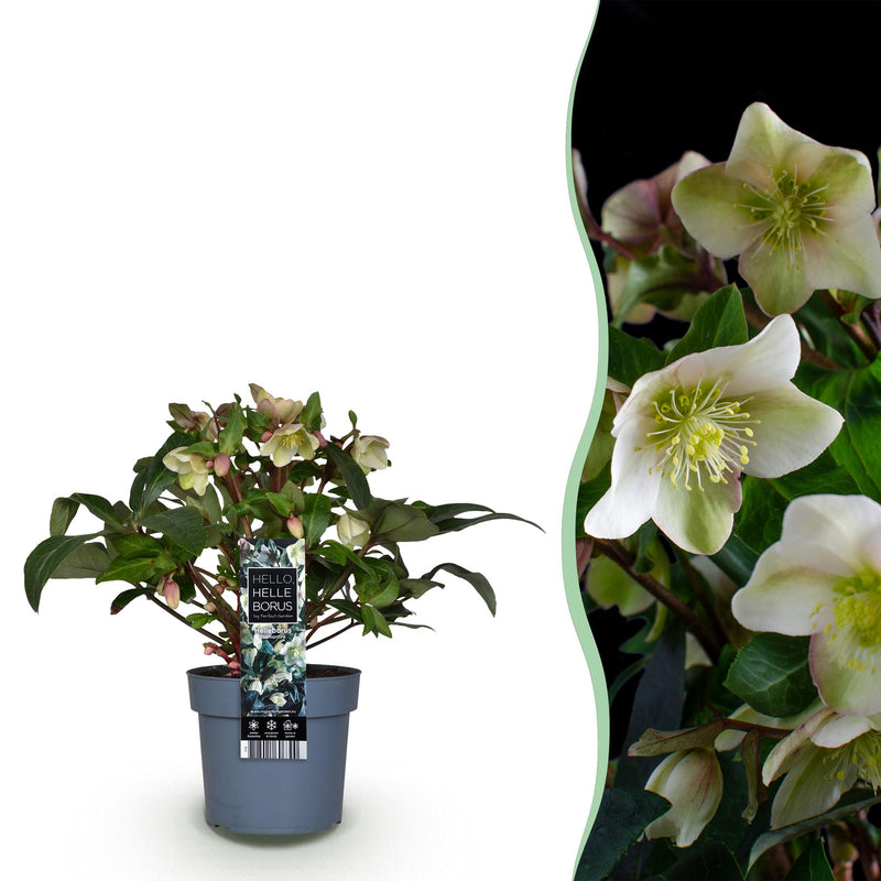 GreenboutiQ - Gartenpflanze - Lenten Rose - Helleborus Diamfire - Grüne Blüte - Immergrün - Topf 19cm Höhe 40cm