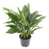 Diamond Variegata 14cm - Attraktive Zimmerpflanze für Ihr Zuhause Bild 1