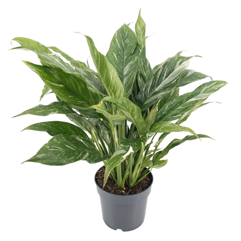 Diamond Variegata 14cm - Attraktive Zimmerpflanze für Ihr Zuhause