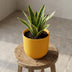 Elho Jazz Topf Rund Bernstein Gelb D23cm H21cm Bild 6