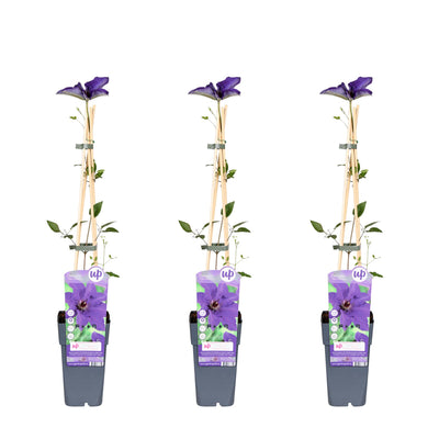 3x Clematis 'The President' - Kletterpflanze, 65cm hoch, 15cm Topf
