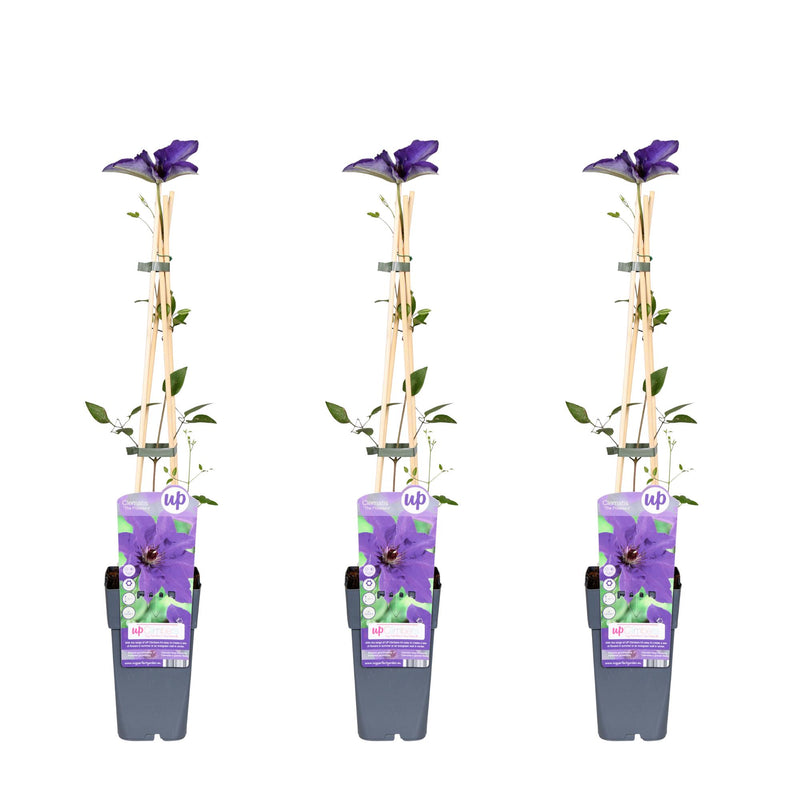3x Clematis 'The President' - Kletterpflanze, 65cm hoch, 15cm Topf