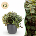 Callisia repens Cat Grass – 2 plants in a 12cm pot, pet-friendly Bild 1
