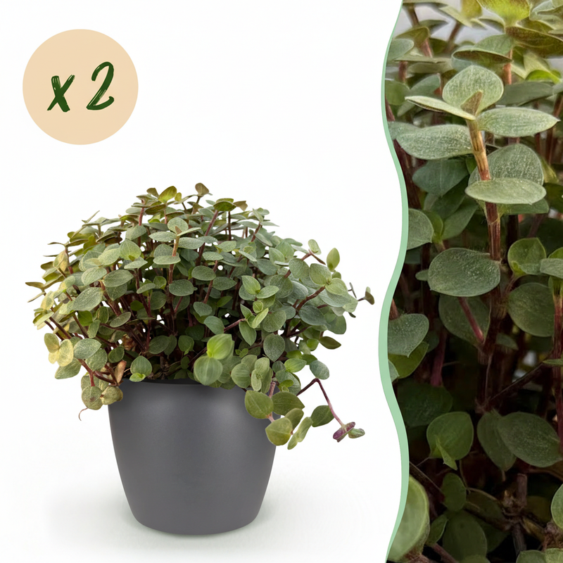 Callisia repens Cat Grass – 2 plants in a 12cm pot, pet-friendly