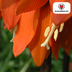 Fritillaria Imperialis Rubra Rot/Orange 5 Stück Bild 5