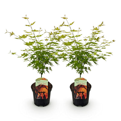 Japanischer Ahorn 'Orange Dream' - 2 Pflanzen - Topf 19cm - Höhe 70cm