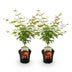 Japanischer Ahorn 'Orange Dream' - 2 Pflanzen - Topf 19cm - Höhe 70cm Bild 2