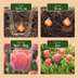 80x Tulipa 'Positive Vibe' - Frühlingsblüher - Zwiebelgröße 11/12 Bild 4