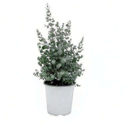 GreenboutiQ Eukalyptusbaum - Winterhart - 6x Topf 17cm, H: 40cm